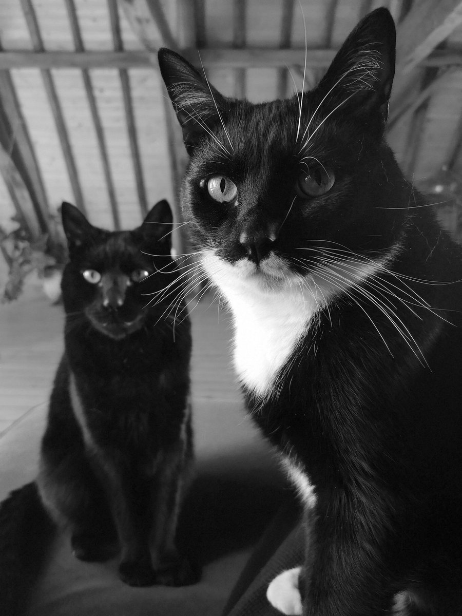 PoesAllan's tweet image. Staff would like to know if there still is interest in our photos. We might have become boresome as she always posts photos with the same theme. We of course are never boring. This is not a plea for more followers,just an honest question. We stay on Twitter anyway to follow cats