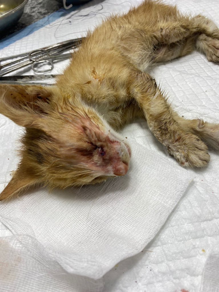 RescueCare's tweet photo. The poor cat has undergone an eye surgery and will stay in the vet clinic for treatment The poor cat needs a new chance to live a decent life without pain or fear. Please help the poor cat.😭🙏🏻🆘💔
https://t.co/z9EVWUykOD https://t.co/lCOa7G5Z1K