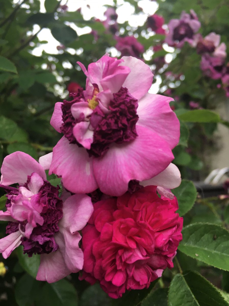 MmeLindl's tweet photo. Diese Rosen verblühen auf eine wunderschöne Art. https://t.co/HXeQFPvc7p