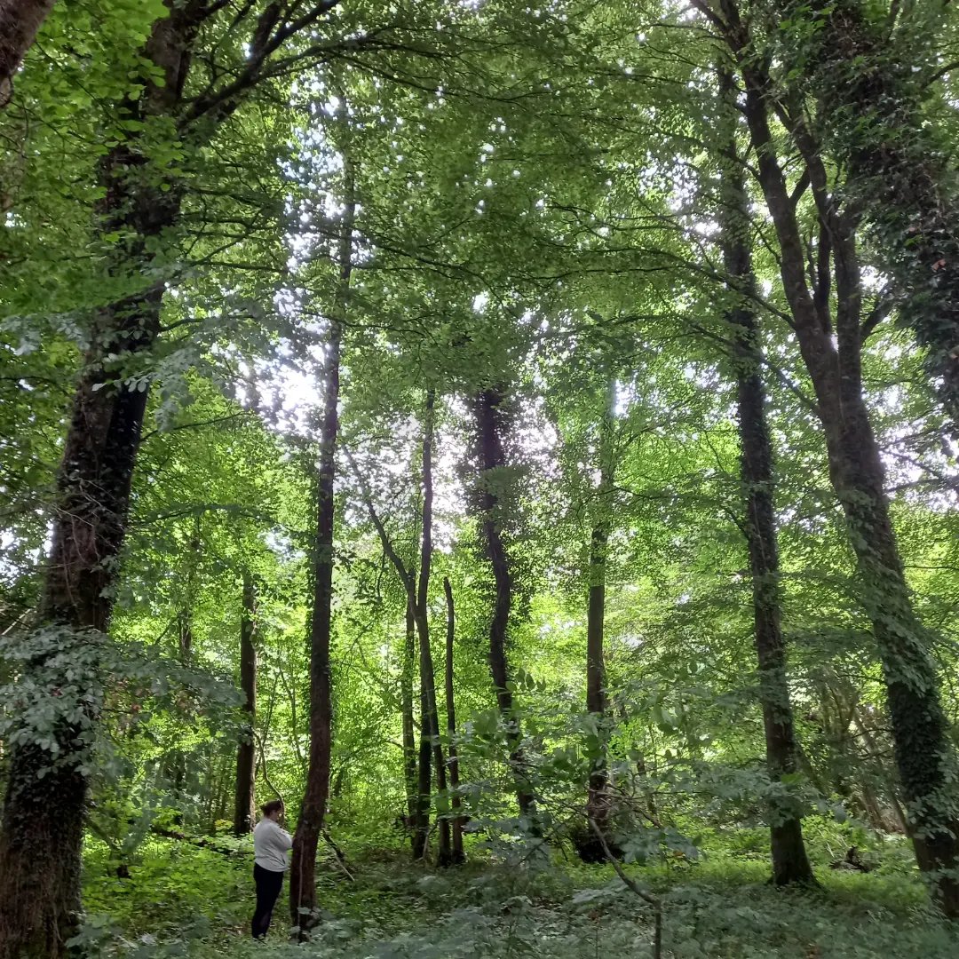 KwasKamila's tweet photo. Delighted to have had the opportunity to celebrate Summer in the unique woodlands of Yew Point @Hodsonbayhotel leading forest bathing session for the @Failte_Ireland team!

We experienced sunny shores of Lough Ree &amp; rainfall under the canopy of native trees 🌳🌲🌳

@Nature_To_Go https://t.co/u10jE1pmdv