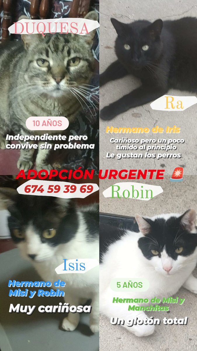 elhogardel_gato's tweet photo. #CASOEXTERNO IMPORTANTE 🚨
Nos piden #Ayuda para difundir a estos gatitos, el señor que los tenía en su casa del pueblo ya no puede pagar el alquiler y no saben dónde situarlos. POR FAVOR #DIFUSIÓN O #ADOPCIÓN 📢📢📢
#AdoptaNoCompres https://t.co/xCqpShSUOo