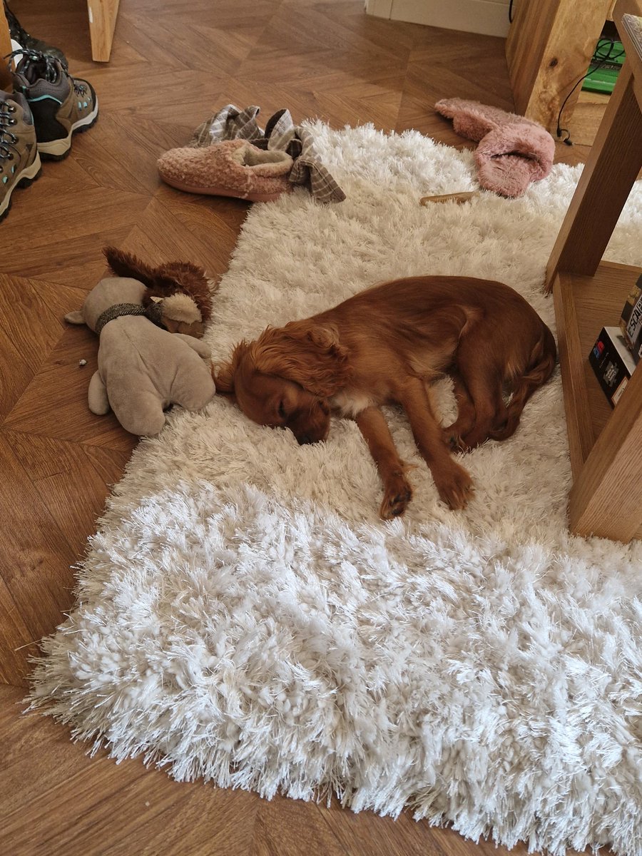 I leave him alone for 5 minutes and walk back in the room to this! 🤣 #puppy #PuppyLove #dogsoftiktok #dogs