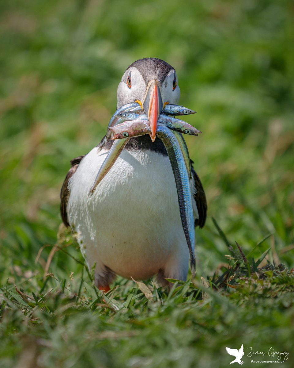 A #Puffin with a decent selection of sand eels... ready to feed their little hungry puffling
(Treshnish Isles, Scotland)

#BirdsSeenIn2023
#thebritishwildlife
#TwitterNatureCommunity
@Natures_Voice