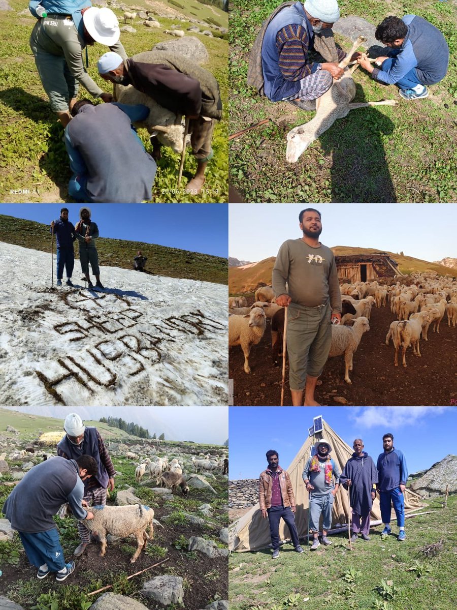 Dsho_bandipora's tweet image. Sheep Husbandry team of Behak camp Mawa delivering healthcare services to livestock stationed at the highland pasture.

#Providing #animal #healthcare #in #the #meadows #amidst #huge #mountains

@dcbandipora @owais_ias @diprjk