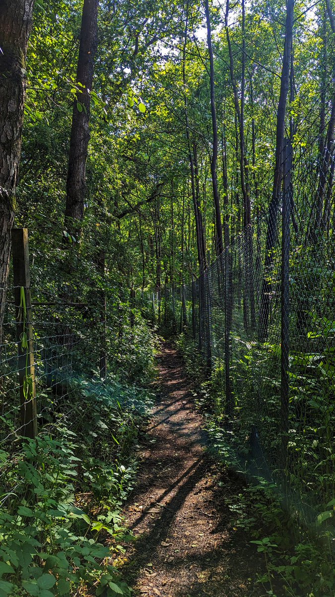 JonIn6OSeconds's tweet photo. JURASSIC PARK RUN......
Hills and Heat = 💀💀💀💀
Double run day complete ✅
#ukrunchat #doublerunday #trailrunning https://t.co/Nbx061sPMR