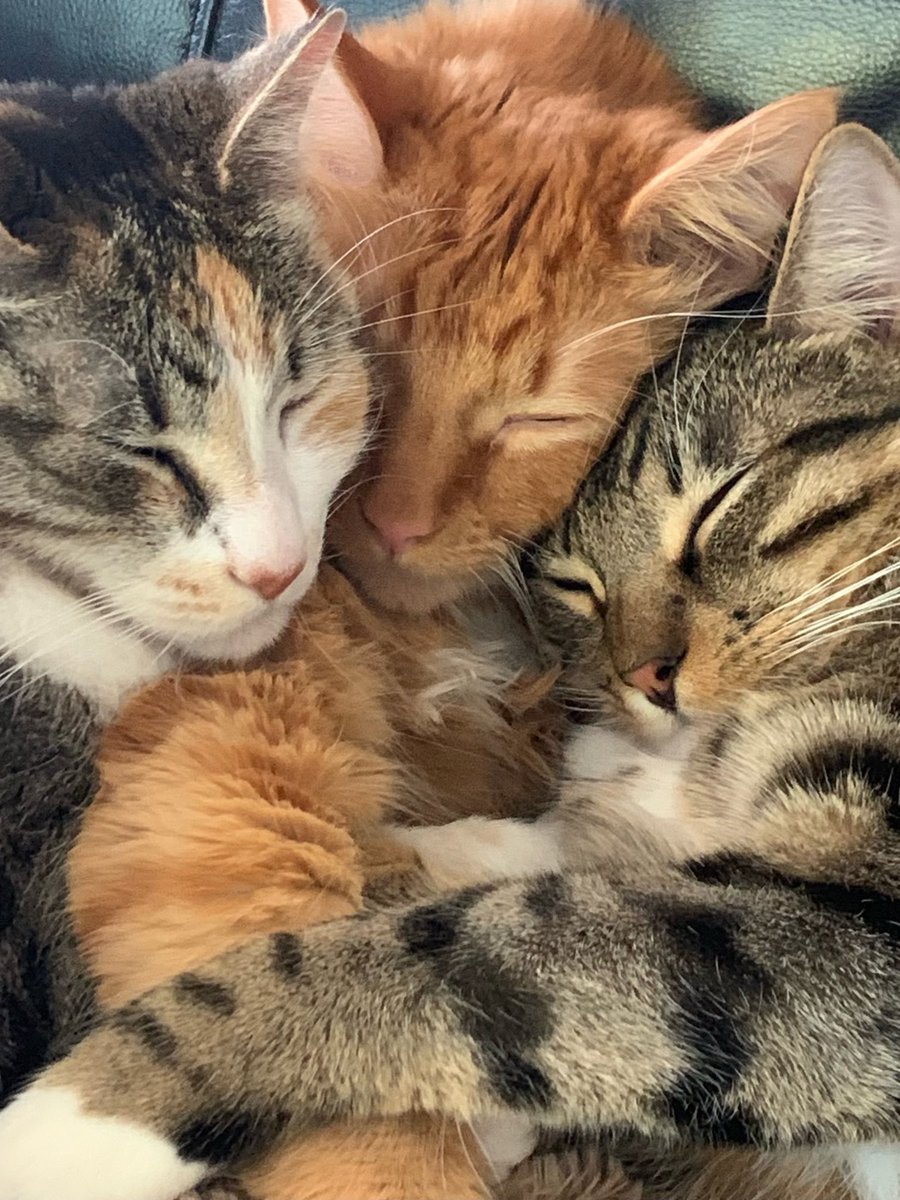 schafferc13's tweet photo. @AnnOberski Sweet kitties cuddles! https://t.co/vweBBHJ3SQ