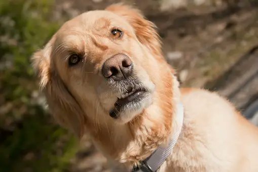WoofWisdom's tweet photo. Woof Wisdom: Pilates???
I thought you said โpie and lattes.โ
#WoofWisdom https://t.co/ba9hIl7Djl