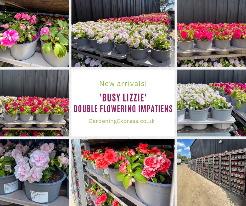 🚨New Arrivals!🚨

We have just had some 'Busy Lizzie' Double Flowering Impatiens. Excellent in flower beds and containers, they are high-resistant to downy mildew and are relatively low-maintenance, making them great for beginner gardeners.

👉 gardeningexpress.co.uk/catalogsearch/…