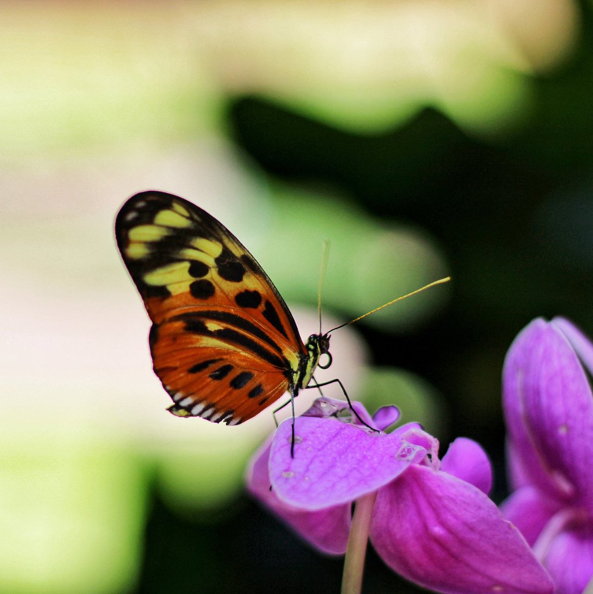 BenJonesMedia1's tweet photo. In the company of flowers and butterflies, life becomes a symphony.
#callawaygardens #ButterflyOnFlower #NaturePhotography #WildlifePhotography #Photography #PhotoOfTheDay #InstaPhoto #PicOfTheDay #CaptureTheMoment #VisualArt #PhotographyIsArt #CameraCapture #PhotographerLife https://t.co/t2NEBRN2Ck