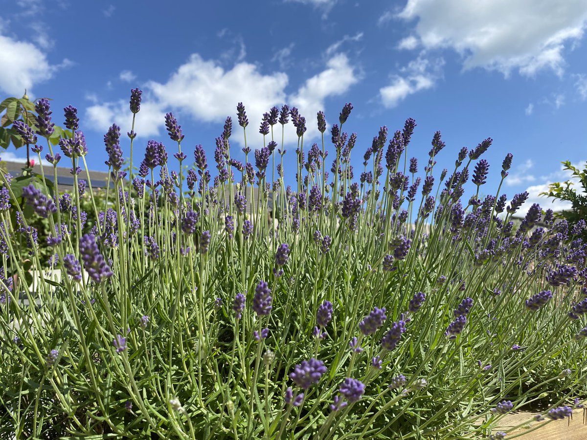 The 🐝's are loving our garden Rosa 'Rambling Rector' and Hidcote Lavender 🪴