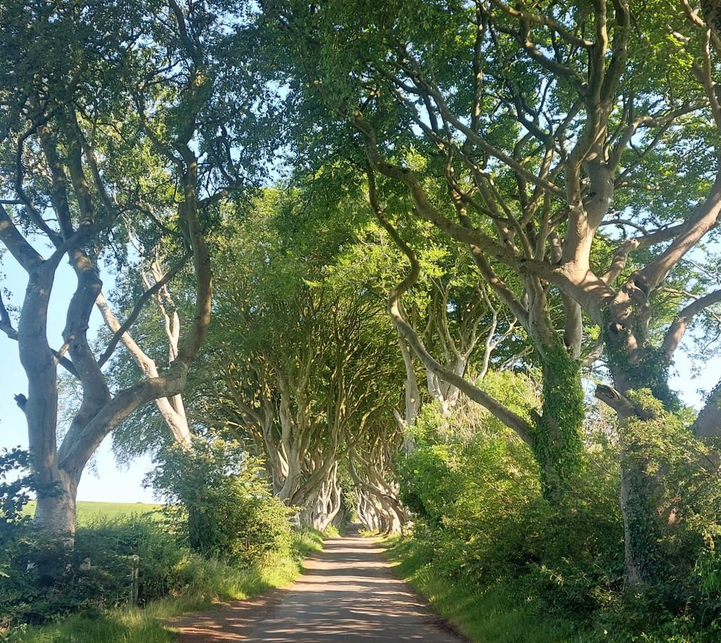 GerHerbert1's tweet image. Never watched even one episode of #GameOfThrones but couldn't resist a visit to the #darkhedges
