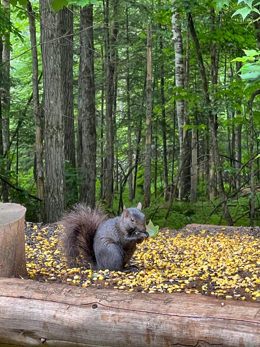 PaoBedoyaP's tweet image. #Parcomega 🍁