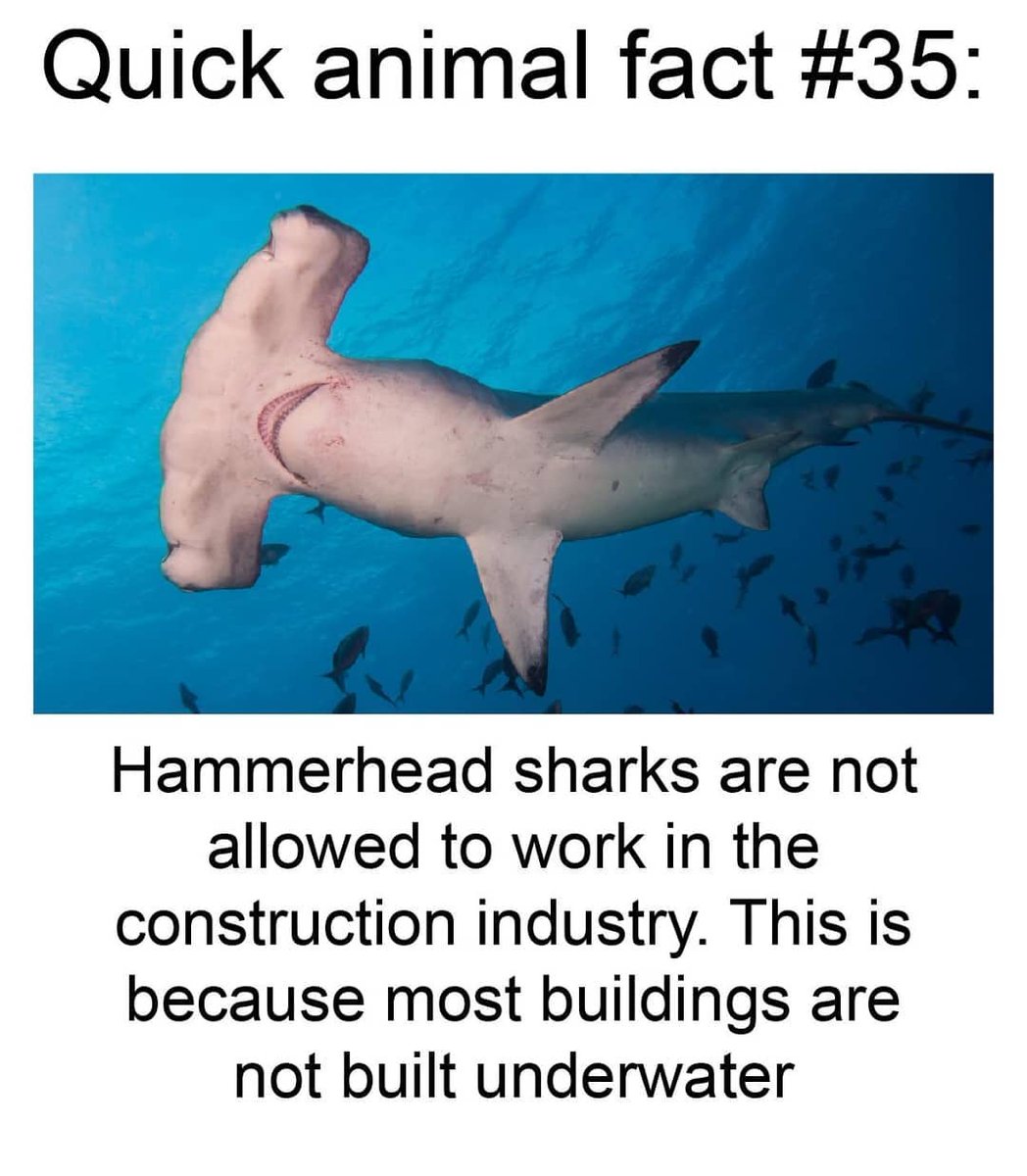 ♡ Insane Shark Fact