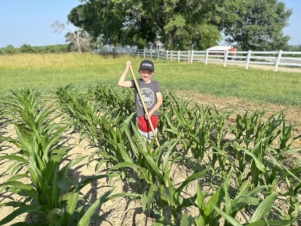 This kid loves to work! We had our roguing crew start this week ⁦@PlantItProfit⁩ and he wanted to rogue too! He’s just hoeing weeds in the #ProfitPlot but he’s loving it! #farmkid