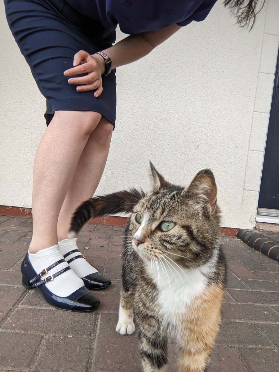 keziah_watson's tweet photo. Would very much like to reunite this lovely cat with a family who might be missing them! Please share! https://t.co/CH5z3s1ozq