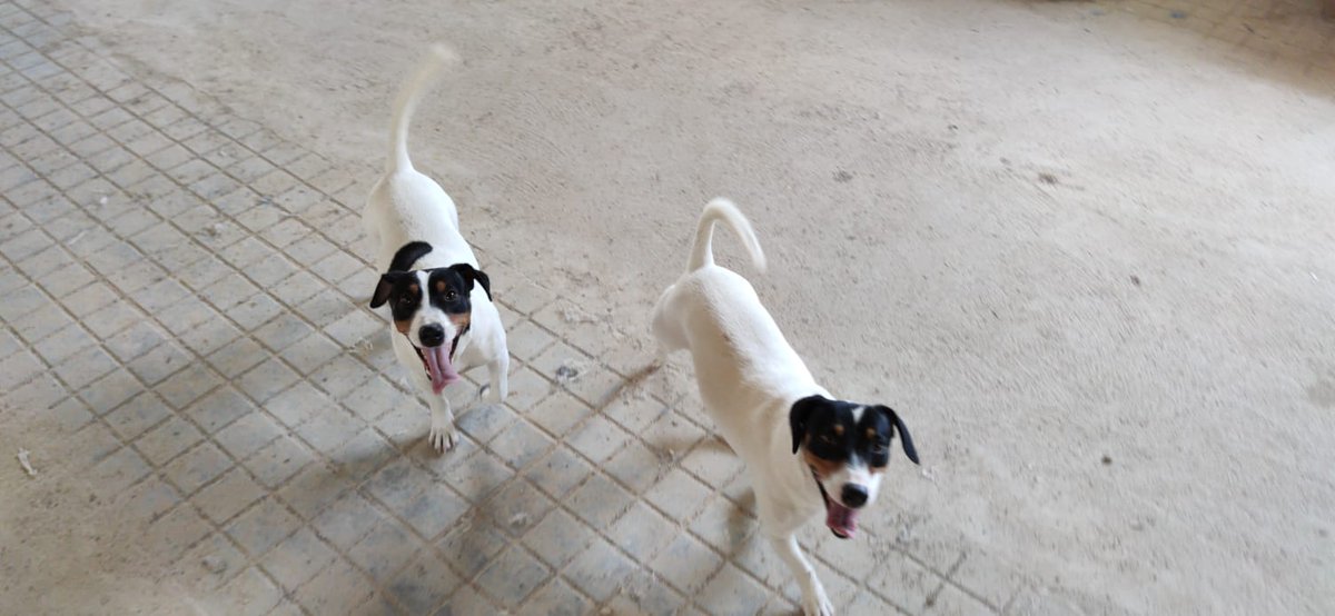 Sus dueños han tenido un bebé y los perros estorban..ya no los quieren
Son dos machos de 1 año y medio...
Por favor 🙏 una asociación que los ayude antes de que se deshagan de ellos😓
665 79 20 43..
Pueblo de Huelva
😭 🆘 📢 📢 📢 📢 📢