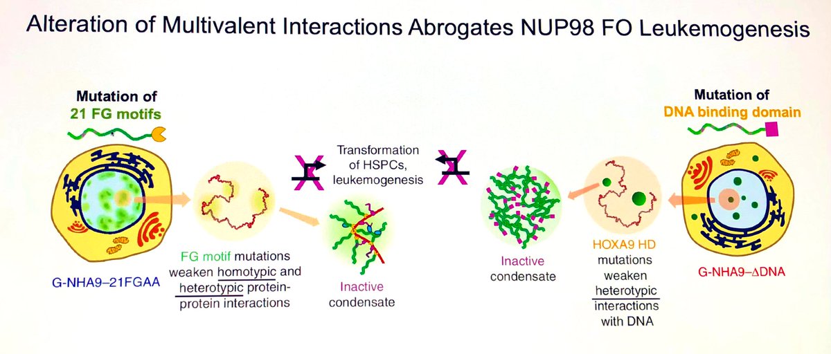 He is discussing that alteration of multivalent interactions suppresses NUP98 driven #leukemia development. #CMSSKriwacki #CancerMoonshot #FusOnC2