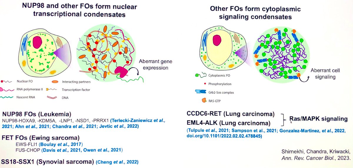 During his #CancerMoonshot Seminar, @kriwacki is discussing that fusion oncoproteins form different types of condensates in cells. #CMSSKriwacki