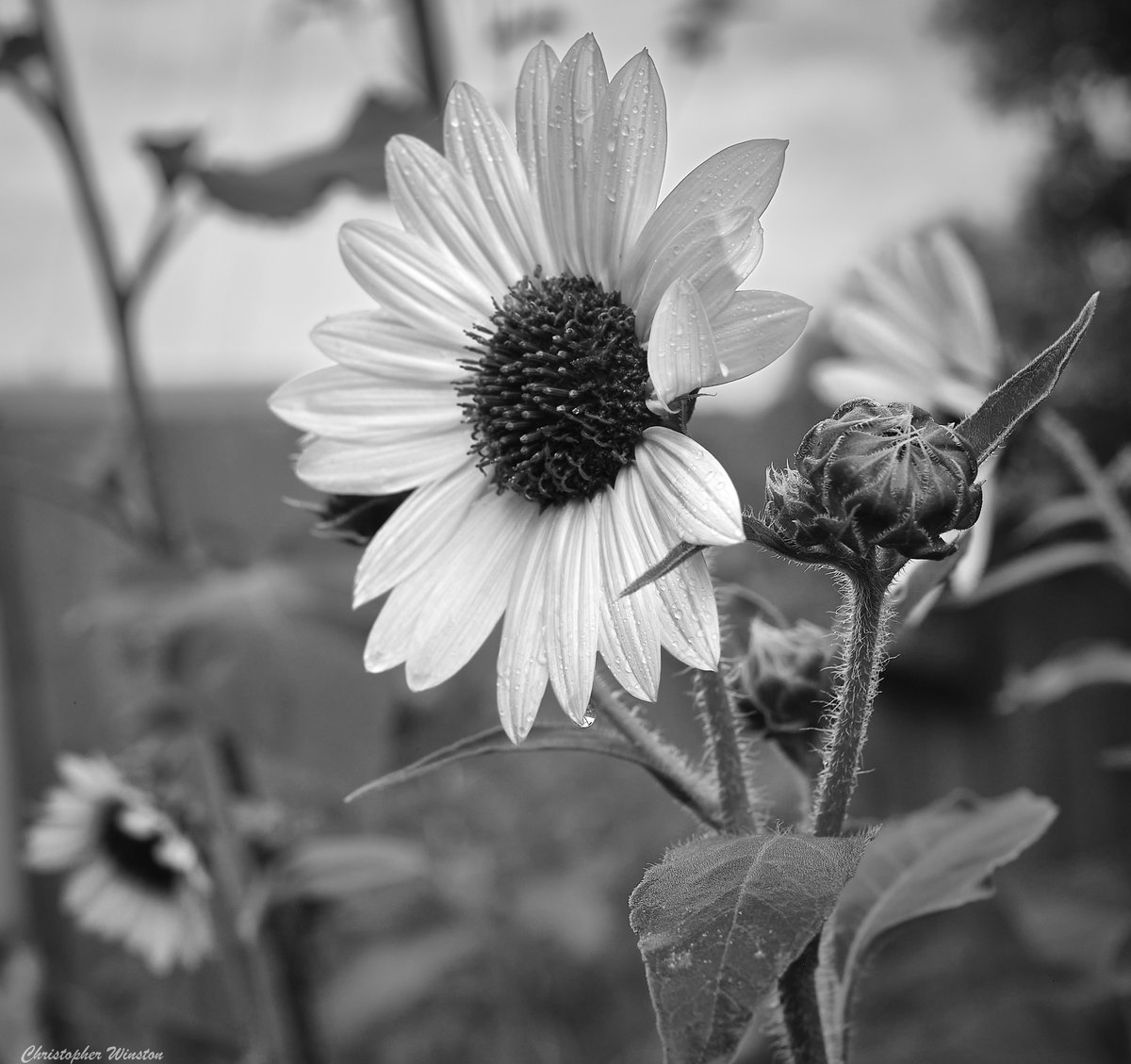 #templetx #bnw #bnwphotography #sunflowers #texas #fujixt3 #flowers