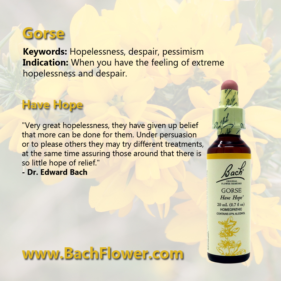 Gorse - Learn about the Bach Flower Remedies - mailchi.mp/bachflower/gor…
Learn more about the Bach Flower Remedies at BachFlower.com
#originalbachflower #depressionposts #depressionsupport #depressionisreal #emotionalwellness #tootiredtocare #despair #feelinghopeless