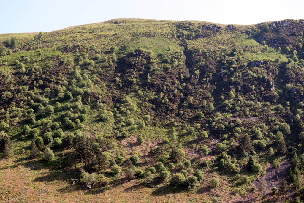 This native woodland regeneration is benefitting from being on the north facing slope of Crag meaning its not receiving as much heat as south facing slopes on these long hot summer days. #woodland #summer #nature