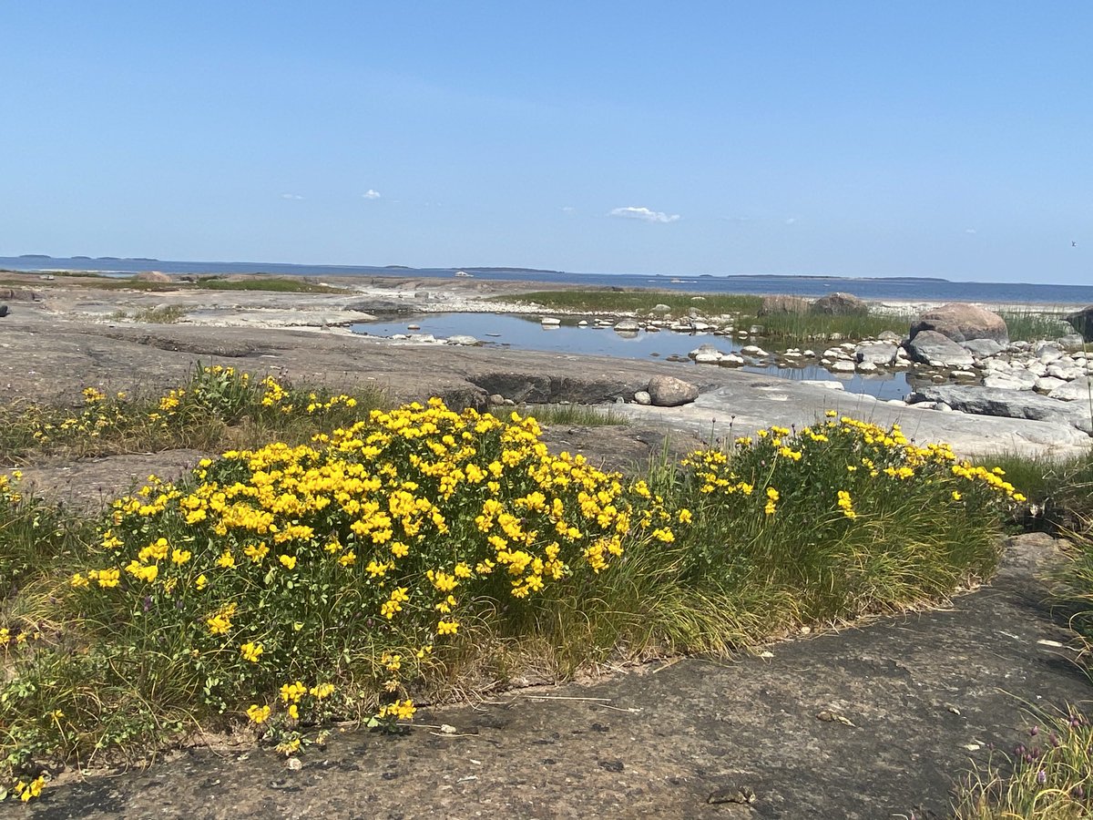 Iloista juhannusta kaikille! 

Kuva Haapasaaresta Itäisen Suomenlahden kansallispuistosta, joka oli minulle kp nro 28/41. Myös täällä tehty #HelmiOhjelma’n kunnostustöitä. #luonnonmonimuotoisuus