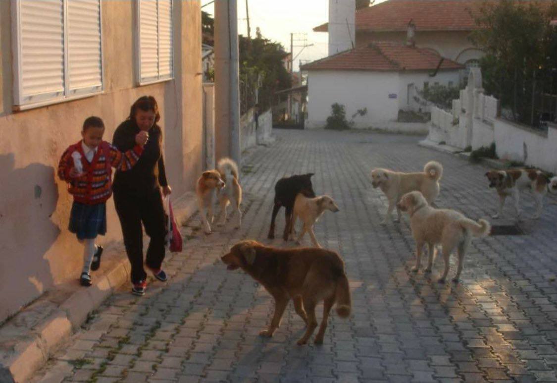 Hamdulah_ER's tweet photo. Bu çağrı, çocuklarının köpekler tarafından parçalanmasını istemeyen ailelerin çağrısı,

Bu çağrı, sokaklarda güvenle yürümek isteyen kadınların çağrısı,

Bu çağrı, köpek saldırılarına uğramak istemeyen yaşlıların, gençlerin çağrısı:

#BaşıboşKöpekİstemiyoruz! https://t.co/aPADmX6Xmb