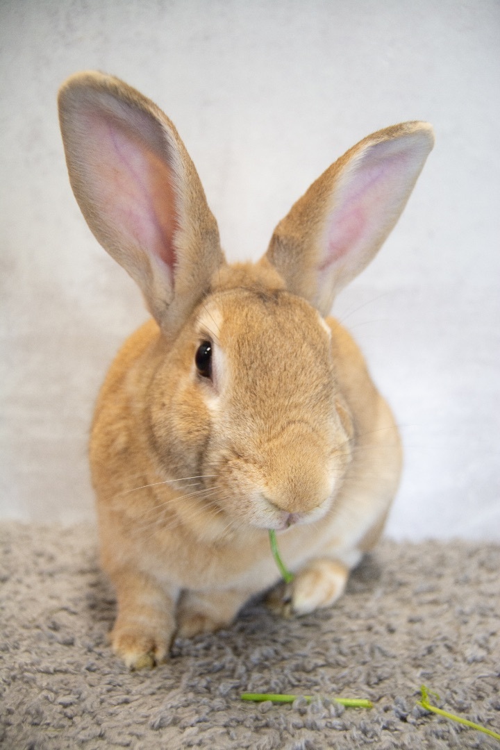 Camden is an adult Palomino from #Chicago, IL. petfinder.com/petdetail/6464…