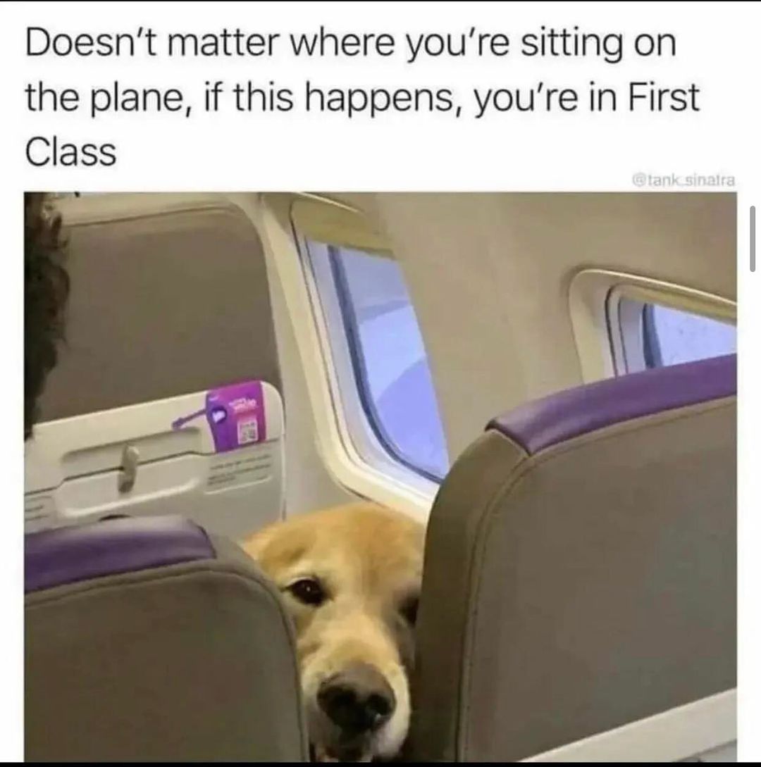 The one and only First Class🐕
                         👇

#cutenessoverload
#flythefriendlyskies
@UnitedAirlines_ 
(Goodmemes IG)
