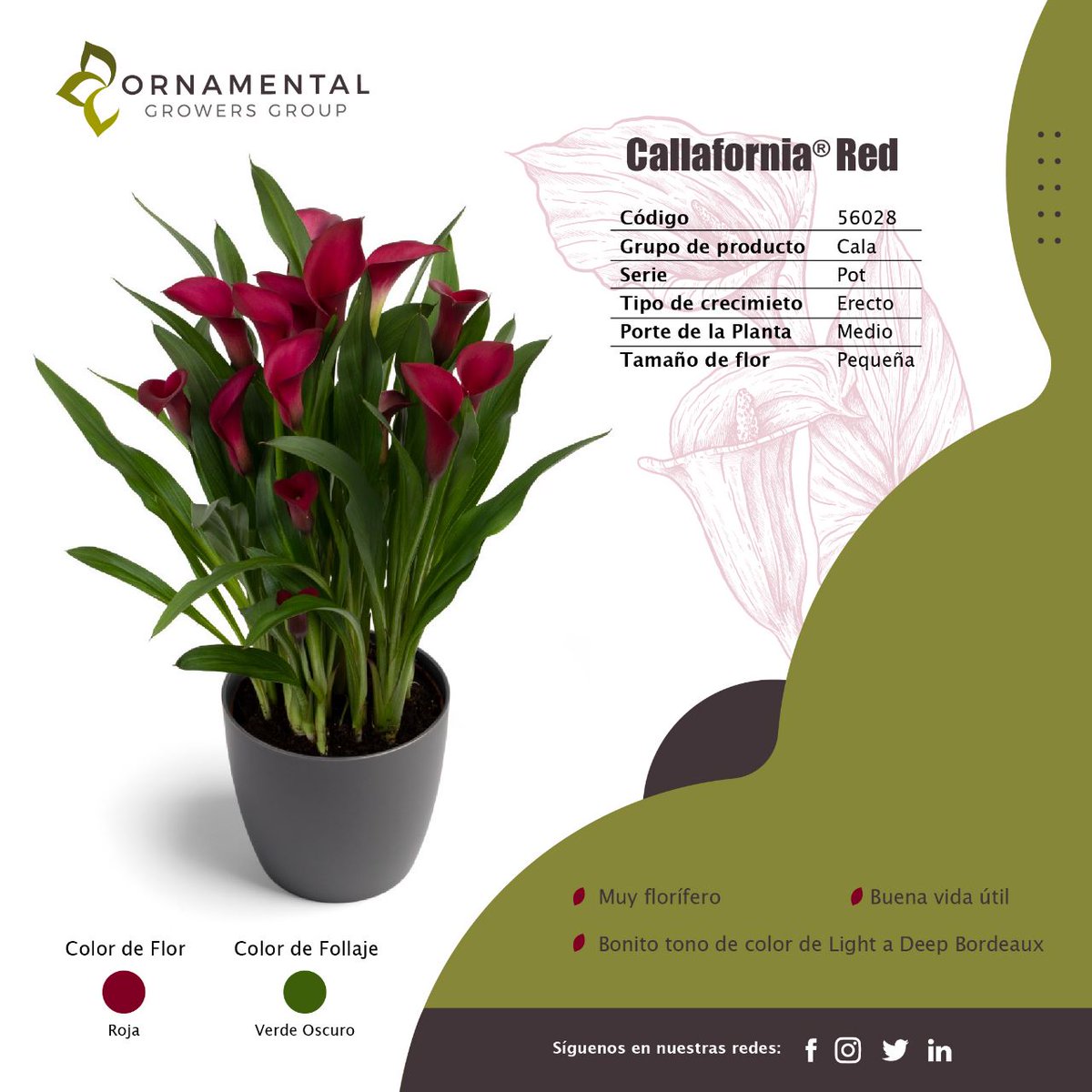 Eres productor de ornamentales?

Tenemos bulbos de callas disponibles!!!

Envíanos mensaje al 777 222 9954 para más detalles.

#ornamentales #callas #calla #flores