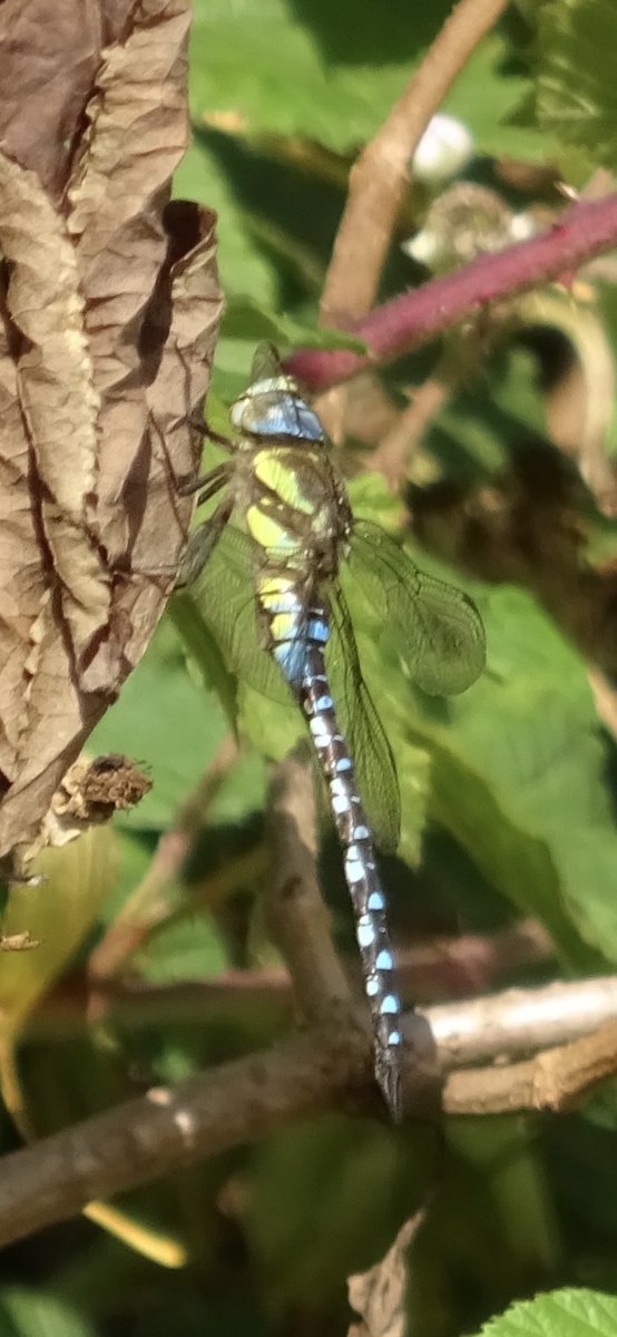 tractormadlive1's tweet photo. @sykesjeff A Migrant Hawker,Leicestershire uk https://t.co/InNqOqOGKq