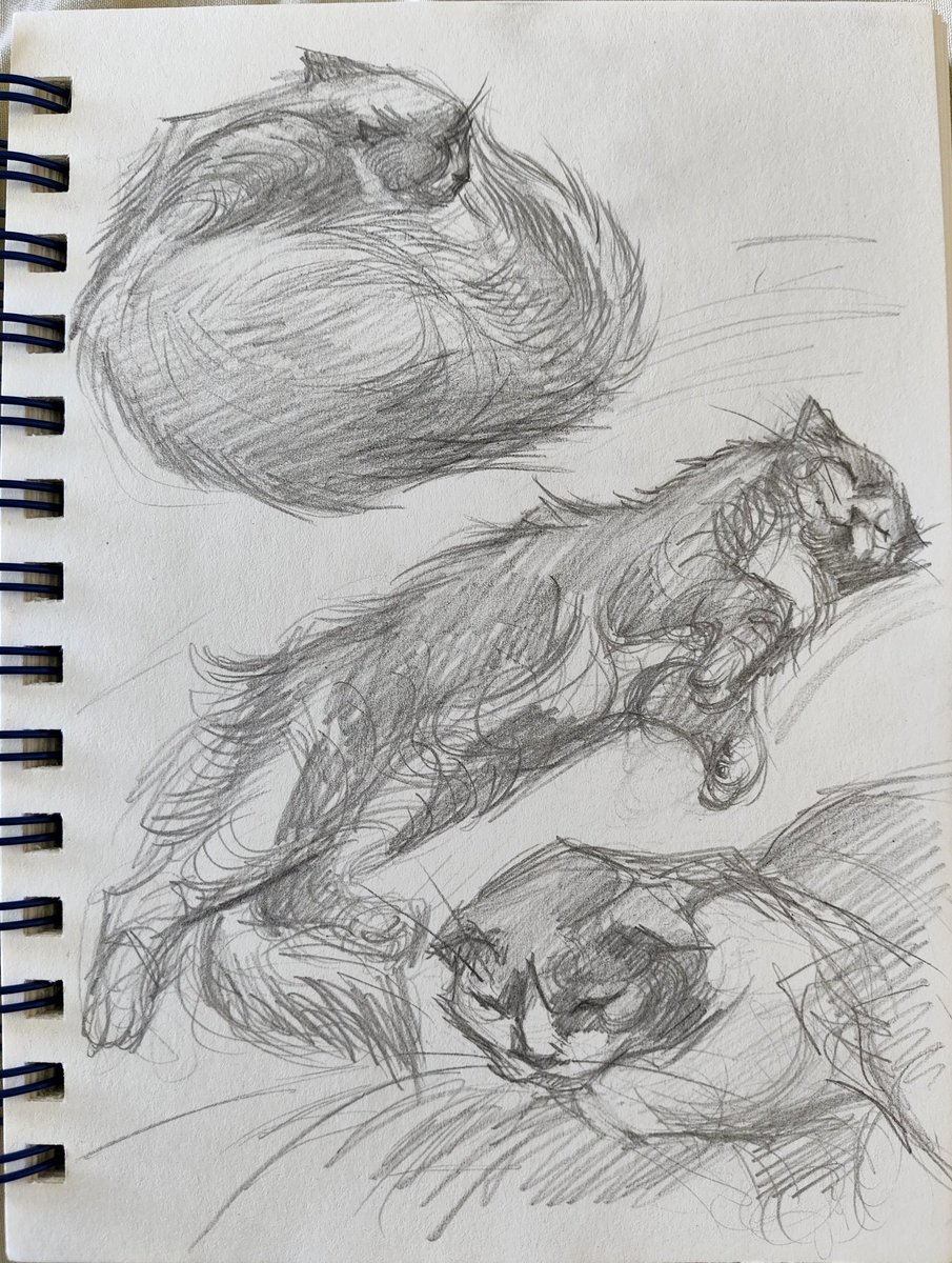 Sketches of cats sleeping near me 🐱✏️