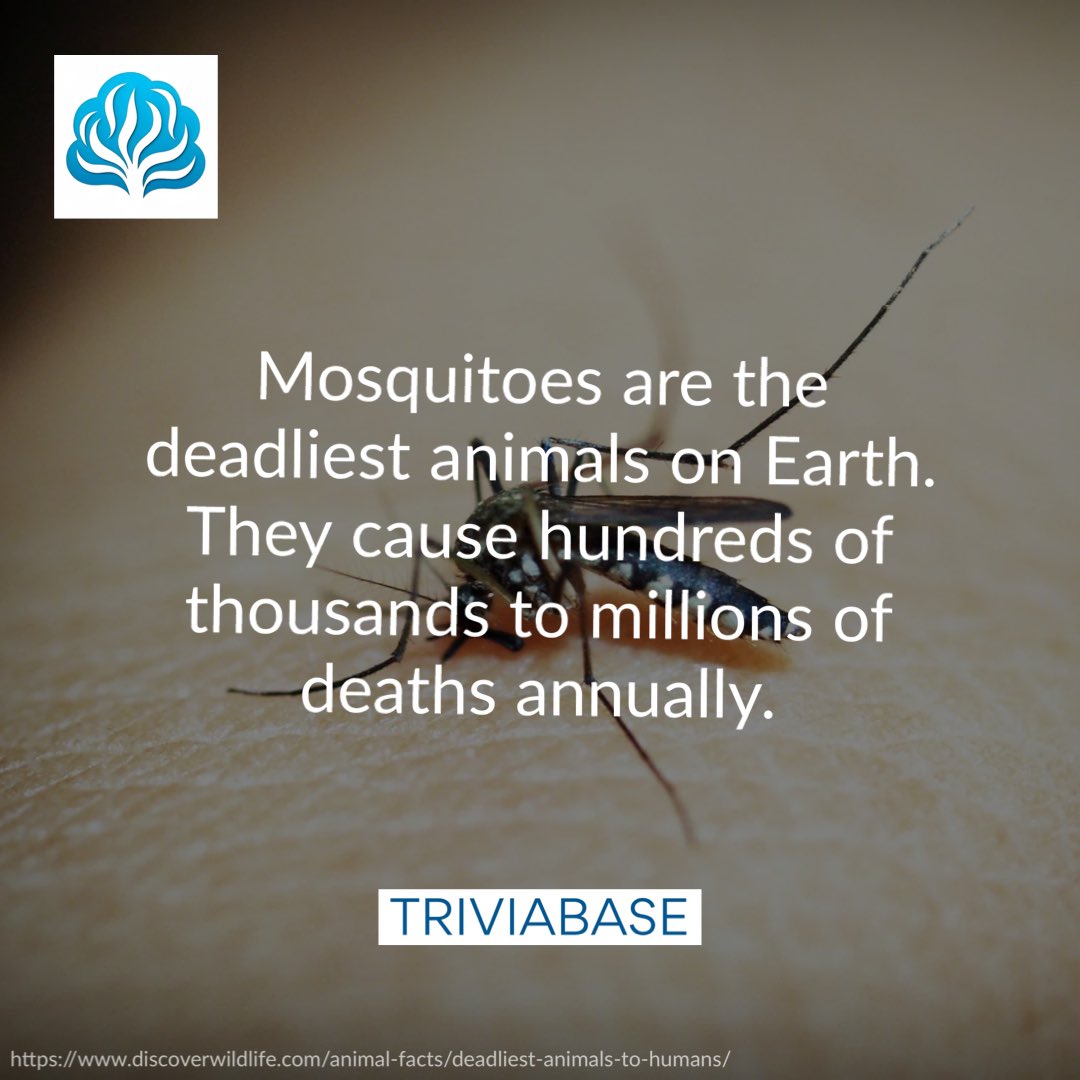 Triviabase_app's tweet photo. Mosquitoes: bothersome biters, disease carriers, and an important part of the ecosystem. 🦟 #mosquitoes #diseases #animals #ecosystem #facts #trivia https://t.co/hD18B4oUKt