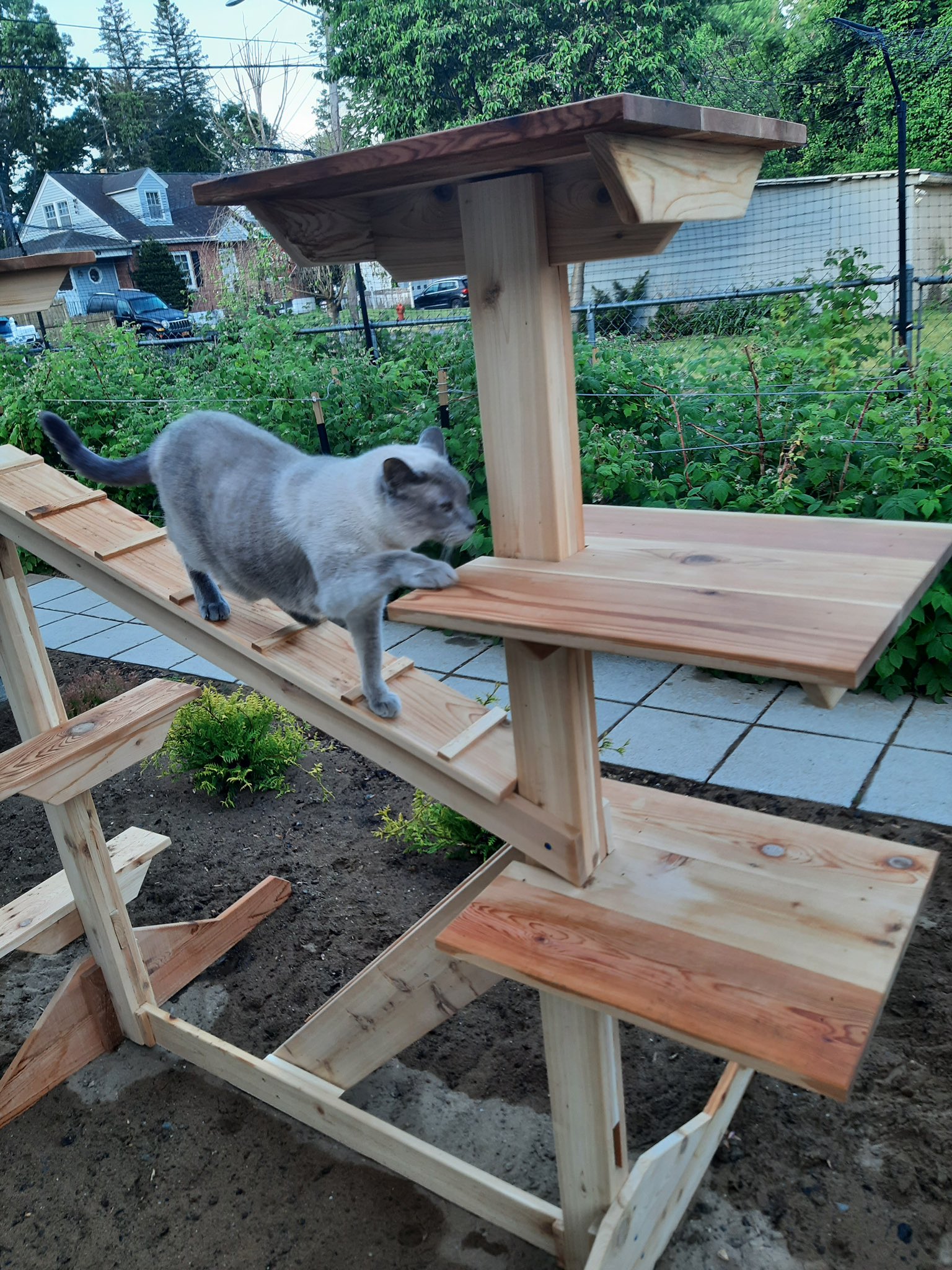 Outdoor cat gym discount