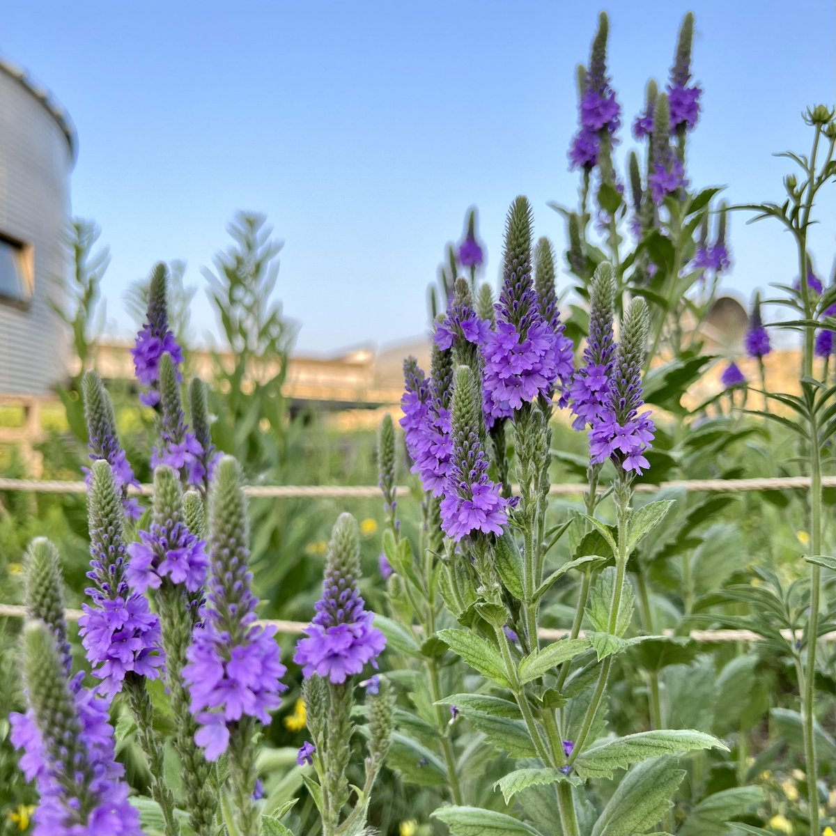 Bang Brewing tweet media