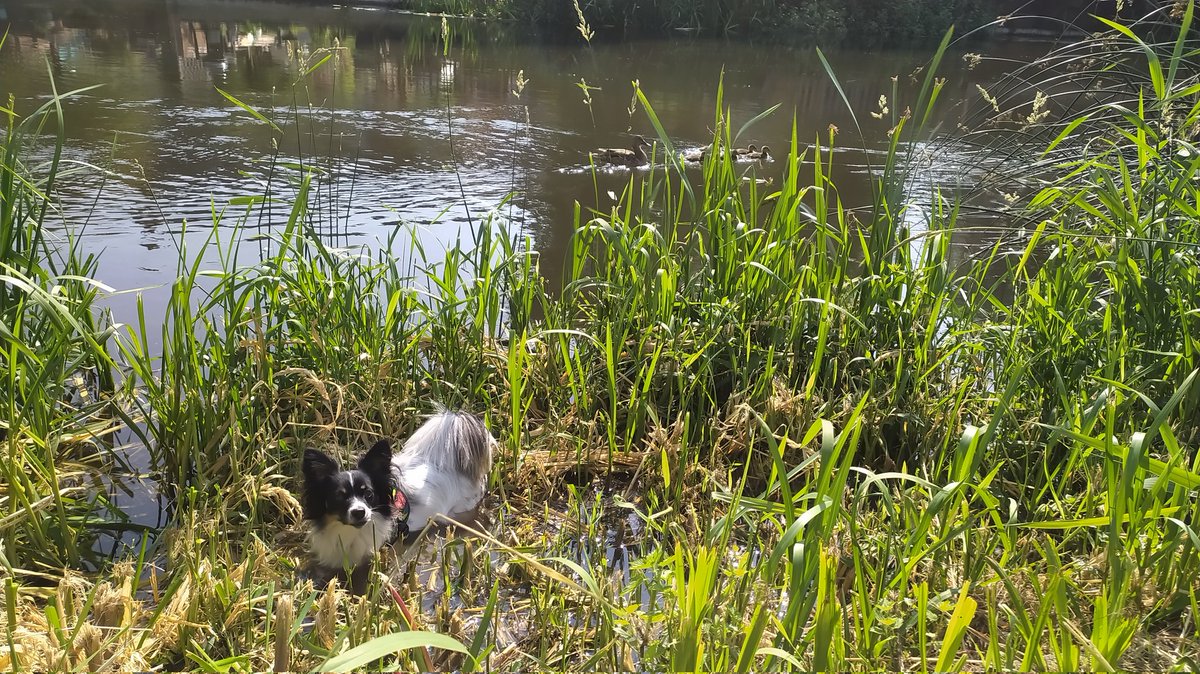 When it's really hot out, it's important to find ways to cool down. Cirrus is a pro!

Day 22 of #30DaysWild