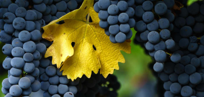 ACTHortNews's tweet image. 2023 exam wines and questions published

Read more via #HortNews &amp;gt;&amp;gt; hortnews.com/articles/horti…

@mastersofwine  #mastersofwine