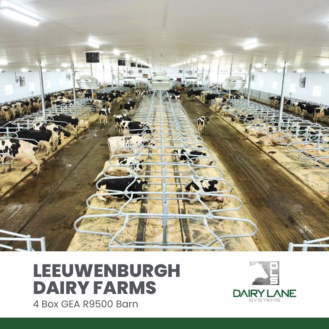 dairylanesystem's tweet photo. The cows are off to a great start at Leeuwenburgh’s new 4 box GEA R9500 barn. This barn features Jourdain stabling, neutral pressure tunnel ventilation, Houle alley scrapers, and Daritech manure pump. Fantastic job by our Alberta install team!
#DLSdairy #GEAfarming #jourdain https://t.co/kcSMdCGcOT