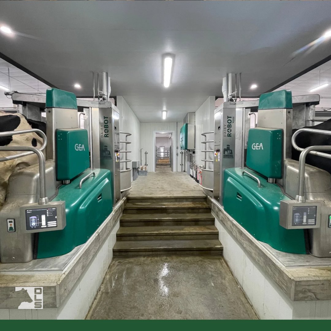 dairylanesystem's tweet photo. The cows are off to a great start at Leeuwenburgh’s new 4 box GEA R9500 barn. This barn features Jourdain stabling, neutral pressure tunnel ventilation, Houle alley scrapers, and Daritech manure pump. Fantastic job by our Alberta install team!
#DLSdairy #GEAfarming #jourdain https://t.co/kcSMdCGcOT