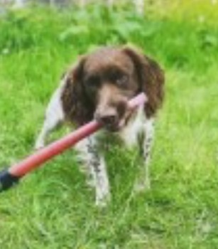 BUDDY HOME SAFE. THANKS FOR RT's 😊🐕🐾

🆘1 JUNE 2023.  NEW RESCUE. YOUNG Cocker Spaniel Male OWNERS VAN & DOG #STOLEN IN #Bury #Manchester #M26  VAN WAS FOUND IN #Harrogate #NorthYorkshire.   BUDDY WAS GONE. doglost.co.uk/dog-blog.php?d…
