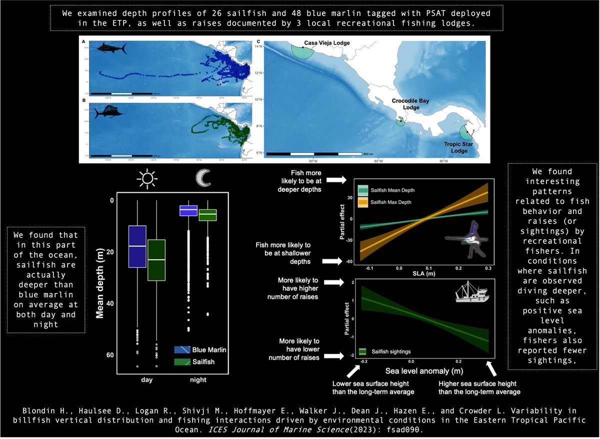 hannah_blondin's tweet image. 🚨 New paper out in
@ICES_ASC ! We examined billfish vertical behavior, alongside the recreational fisheries that target them, in the Eastern Tropical Pacific Ocean. More info below and open access article here: tinyurl.com/ntw8exsy