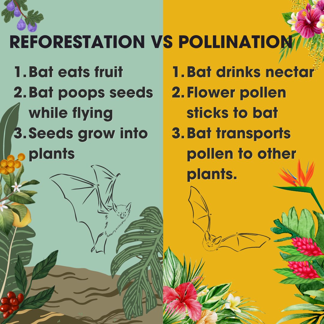 How do we celebration #WorldRainforestDay during #PollinatorWeek? 🦇
Let's chat about the two ways bats support plant reproduction: reforestation (seed dispersal) and pollination.
🥭 When fruit-eating bats poop, they excrete seeds, providing opportunities for new plants to grow.…
