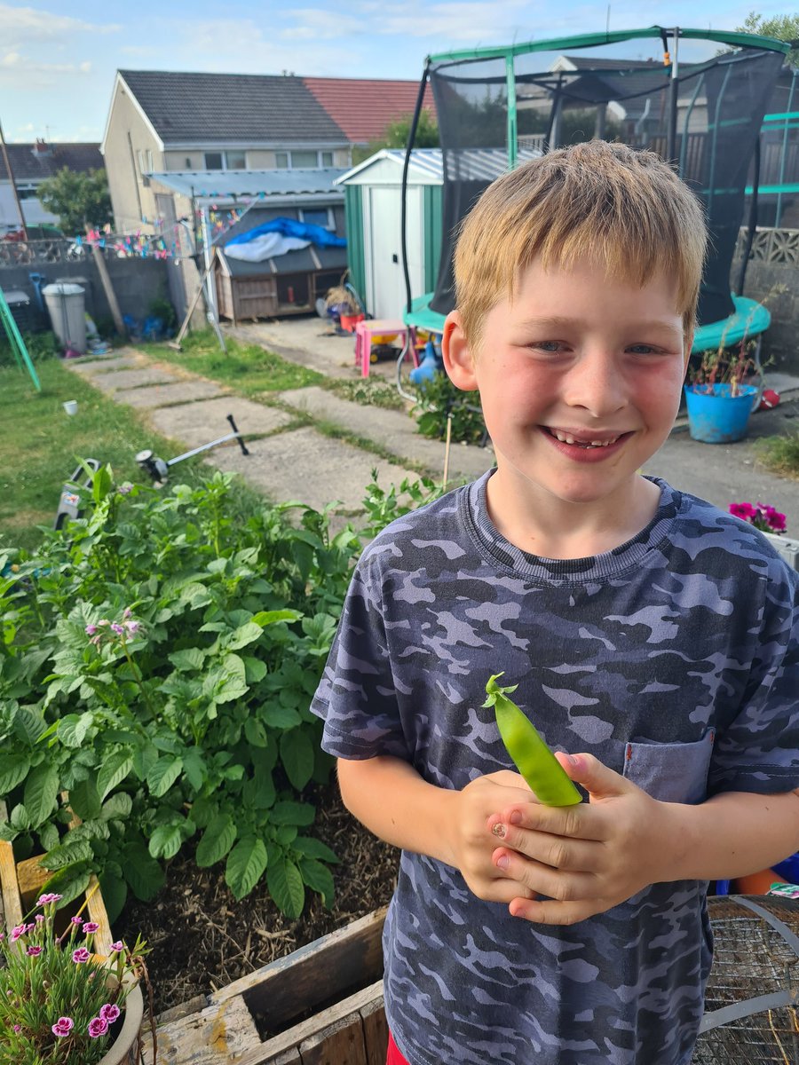 gem_davies88's tweet photo. Owain has been busy growing veg again this year. He chose peas this year and he's very proud of his first crop (eating them as a snack fresh off the vine) and loved eating them for dinner tonight! @YsgolTrimsaran https://t.co/ehaGupSrWp