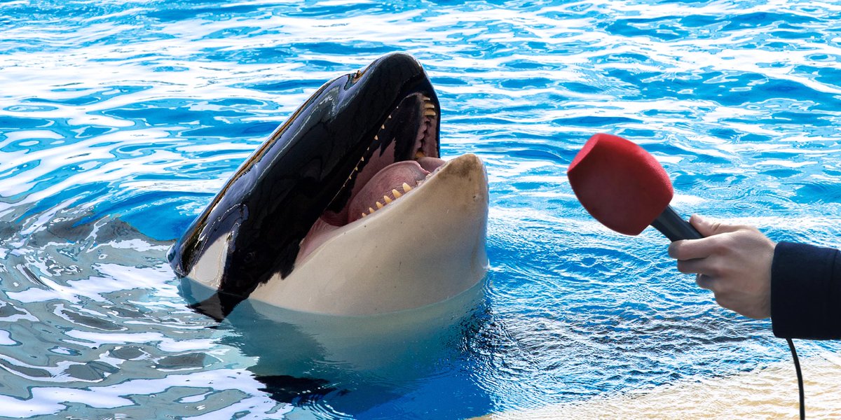 Humans: SPEAKERBOXXX

Orcas: THE LOVE BELOW!!