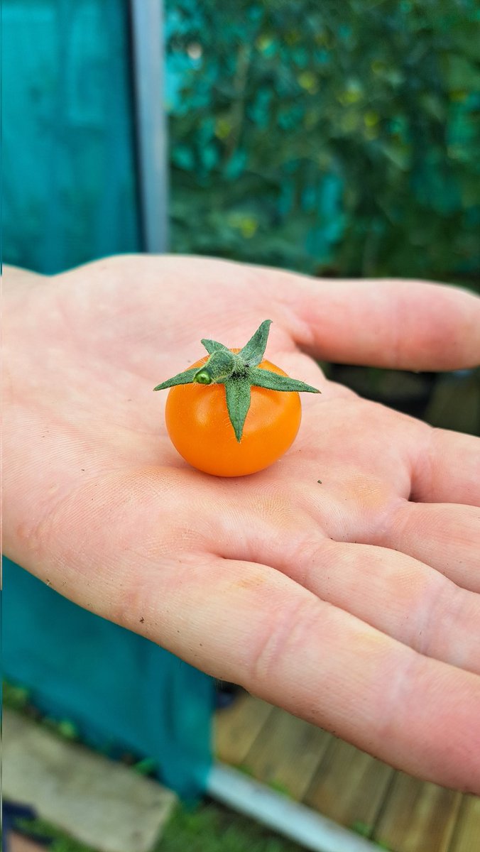 Yay.. We harvested our first ever tomato 😀✨️🙏💖 It's a Honeycombe variety #allotment #allotmentuk #allotmentgardening #allotmentlife #growyourownfood #firstallotment #greenhouse #offgridproject #offgridlife #growvegetables #growyourown #growfood