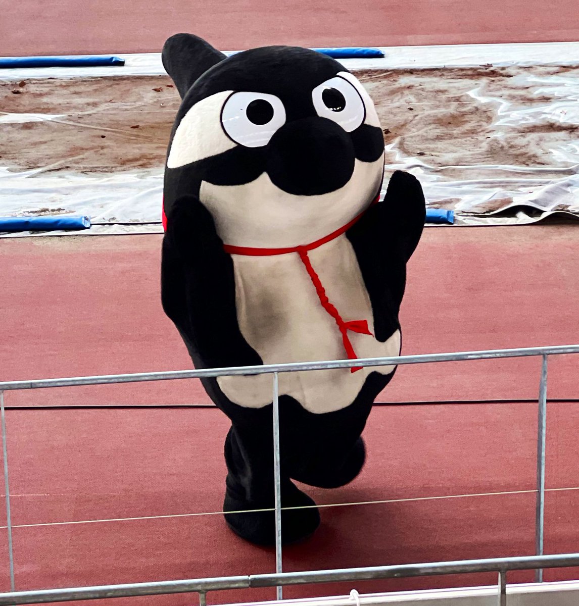 mondomascots's tweet image. Grampus-kun the orca is the mascot of Nagoya Grampus FC.