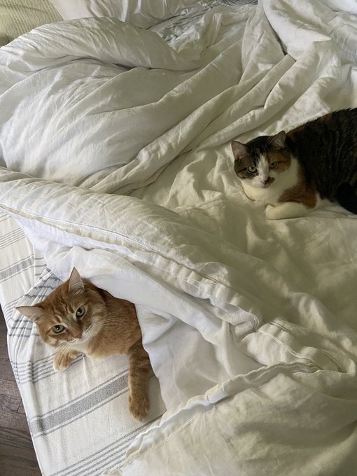 Making biscuits / orange biscuits fresh from the oven https://t.co/d4TngW4nkq<a href="/tag/mvsales"class="tags"><span>#mvsales</span></a>