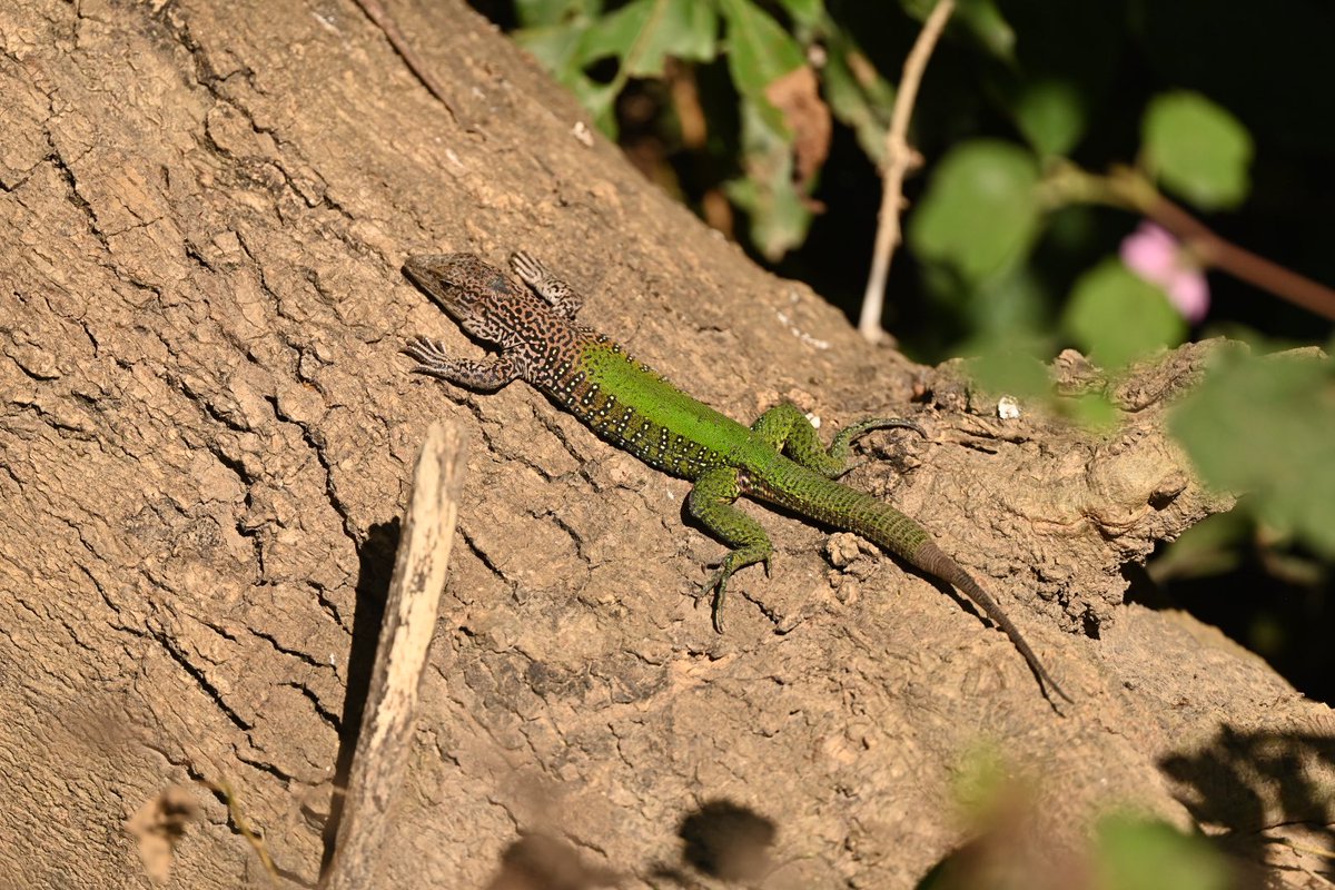 simond177's tweet photo. Another great day on @naturetrektours Just Jaguars tour. A travel day to our final lodge but lots of birds on the way including Common Tody Flycatcher, Yellow-Chevroned Parakeet. Then an evening in a viewing area gave us a real thrill as Ocelot and Screech Owl were seen. https://t.co/qbqo764nLv