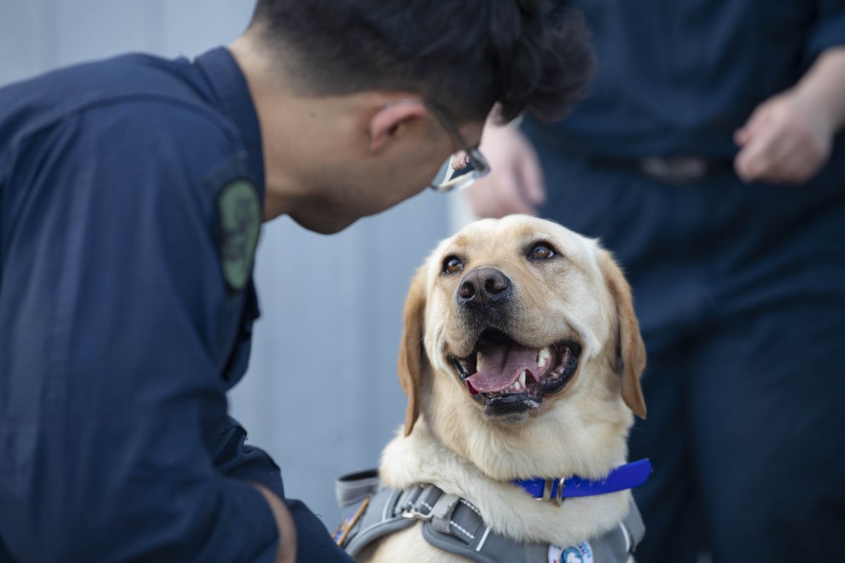 USFleetForces's tweet photo. Nothing like a little company 🐾 

Sailors aboard USS Normandy received a visit from Sage, @Warship_78's facility dog and her handlers, while on a scheduled deployment in the Mediterranean, June 20. https://t.co/t4a44TPj1A