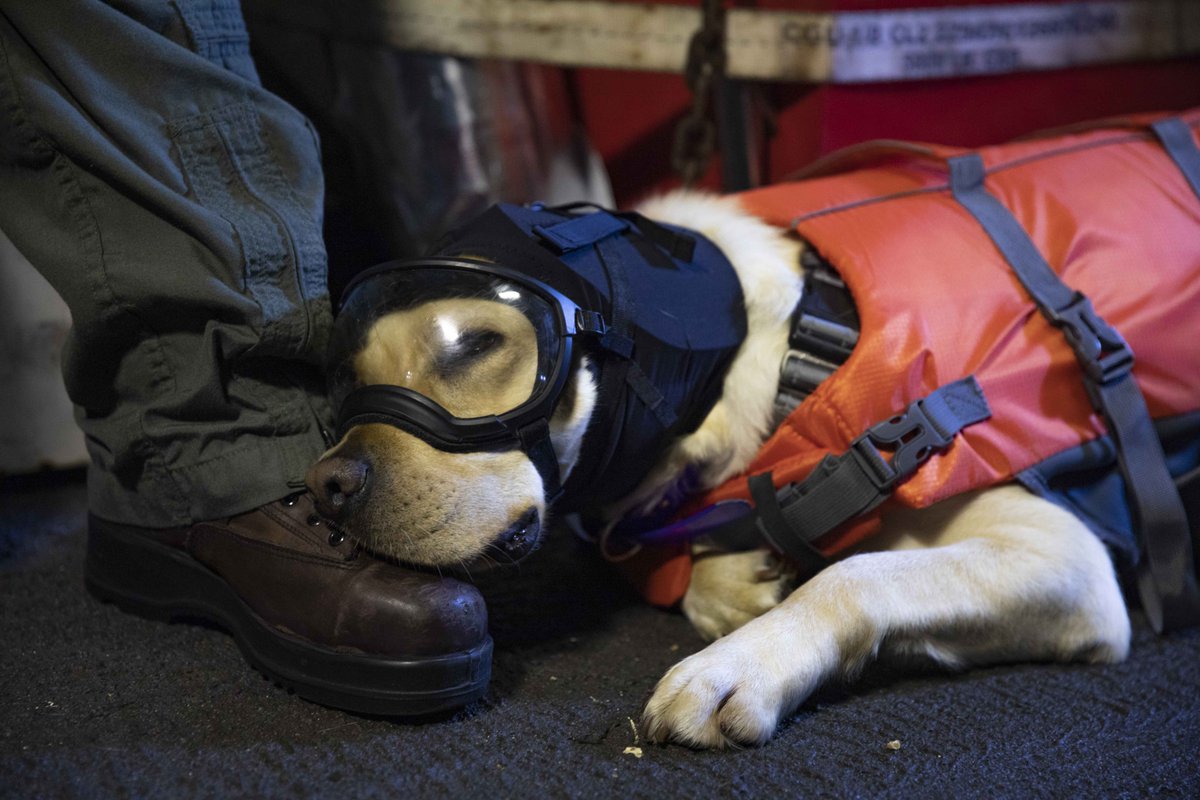 USFleetForces's tweet photo. Nothing like a little company 🐾 

Sailors aboard USS Normandy received a visit from Sage, @Warship_78's facility dog and her handlers, while on a scheduled deployment in the Mediterranean, June 20. https://t.co/t4a44TPj1A